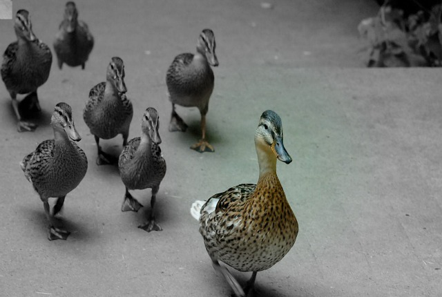 Leadership-Ducks-640x430